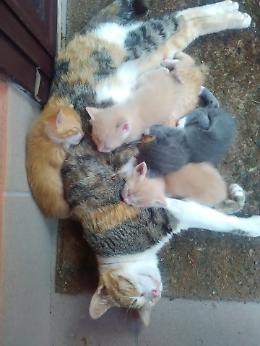 L'allegra banda dei gatti randagi
