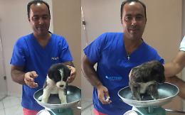 Il deputato brindisino Ciracì "eroe" in Grecia: si tuffa in un fiume per salvare 5 cagnolini