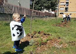 Cosa occorre a Foggia per fare un albero?