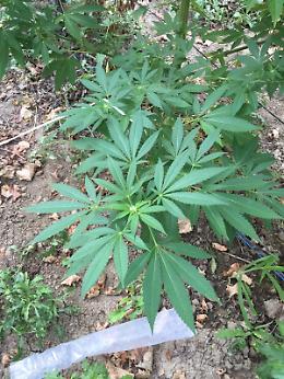 Furto di cannabis terapeutica a Foggia, destinata ad una farmacia