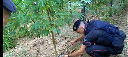 Mezzo chilo di marijuana in mezzo al verde, pronta per i turisti: i Carabinieri di Vieste mandano a monte il piano