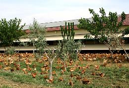 Amadori presenta il progetto “Pollo biologico in Puglia” 