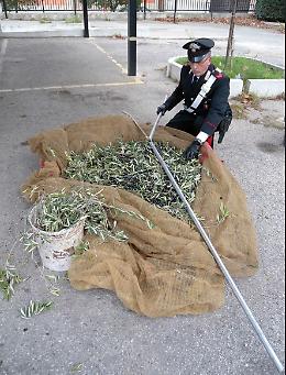 Capitanata, al via la campagna olearia: i carabinieri arrestano ladro di olive