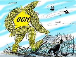OGM, quante ombre per la salute
