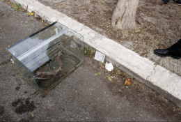 Via Gioberti: spunta un pitone tra i rifiuti foggiani