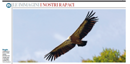 Pollino, dove osano i grifoni