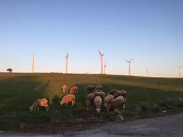 Piani del Mattino: Là dove c'era il verde e volavano gli aironi ora svettano pali eoliche selvaggie