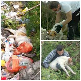 Domenica ecologica al "Salice nuovo", salvato anche un cane morente