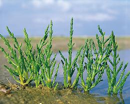 E tu ti sei mai innamorato di una Salicornia?