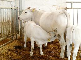 Gli allevatori di mucca marchigiana s'incontrano a Tursi