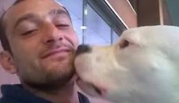 Salviamo Iceberg, il Dogo argentino di Avellino che la Danimarca vuole uccidere
