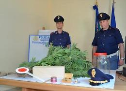Droga, aveva creato una piantagione a Melfi: sette piante di marijuana da un metro e mezzo