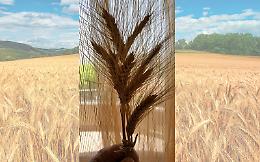 Ventotto passi da te, in questo campo di grano mietuto di ricordi