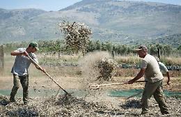 Sabato 22 luglio, quarta edizione della Festa della Pesatura delle Fave di Carpino