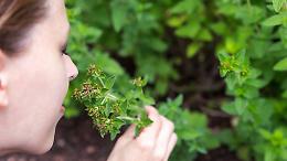 Una spruzzata di origano e profumi di felicità