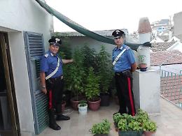 Pisticci, il terrazzo era diventato una serra di marijuana