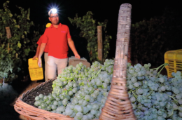 Vendemmia con luna piena e 24 gradi, Foggia anticipa la raccolta