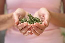 Una Salvia ti salverà
