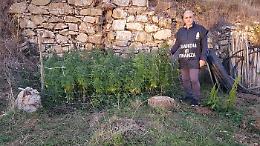 Coltivava canapa a Sasso di Castalda, finisce ai domiciliari