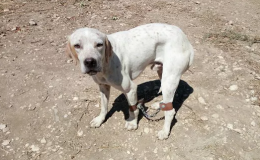 Legato e maltrattato: chi è quel criminale di San Giovanni Rotondo che può far questo ad un cane?