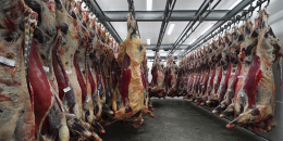 Lavoro nero nei mattatoi: chiuse due strutture