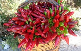Satriano festeggia sua maestà il peperoncino