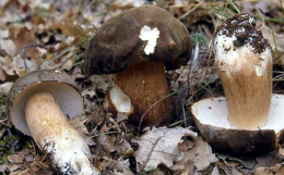 Viggianello propone: Gusto del Pollino