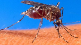 Malaria, zanzara anofele: la Basilicata avvia il monitoraggio. Si parte da Grottole
