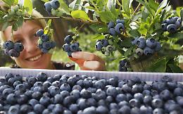 Vuoi bene al tuo cervello? Diglielo con un bel succo di mirtillo