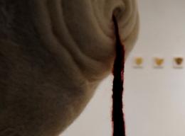 Foggia, la mostra personale di Nelli Maffia ed il singolare invito: “Vieni a vedere la mia collezione di farfalle?"