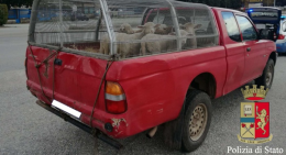Guardate come trasportava le pecore al macello. La bravata gli è costata una multa salata 