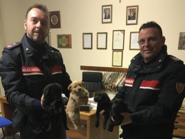 Quattro cuccioli da salvare: ci pensa l'Arma