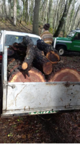 Furto di legna da ardere in zona 1 del Parco Nazionale del Gargano: due denunciati 