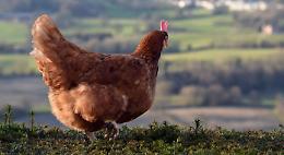 Adotta una Cocca e risparmi il 10% sulla tassa rifiuti: succede a Latronico