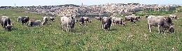 "Transumanza" candidata a patrimonio Unesco, Cia Basilicata: «Per Matera un significato speciale»