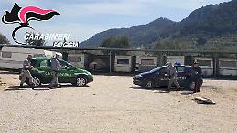Mattinata, sigilli ad un  parcheggio abusivo: sradicati alberi d'ulivo