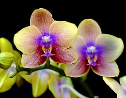 Orchidee in posa per il visit tour del Gargano