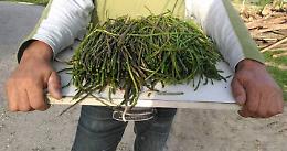 Domenica è sagra dell’asparago selvatico a Rocchetta, con uno chef di lusso: Alessandro Circiello