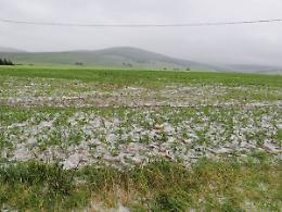 La violenta grandinata sulla Capitanata "frigge" le cipolle primaverili