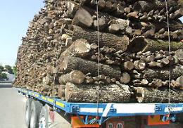 Montescaglioso, denunciato dalla forestale per vendita illegale di legname 