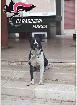 Pit bull  inferocito azzanna passante: carabinieri lo salvano