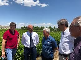 Agricoltura, online la carta vocazionale del nocciolo lucano