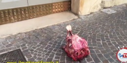 Foggia, Capobianco minacciato con una testa di vitello sotto casa