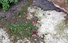San Marco in Lamis, avvelenato Marley: il cane coccolone, amico di tutti