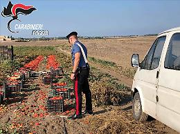 Caporalato, arrestati tre imprenditori agricoli della provincia di Foggia