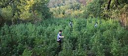 Coltiva 350 piante di cannabis: arrestato 22enne di Muro Lucano