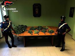 Cerignola, piantagione di marijuana tra la vegetazione spontanea: un arresto