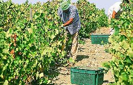 Furti nelle campagne: beccato pregiudicato con l'auto carica di frutta e verdura 