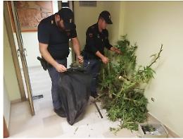 Foggia, in un silos 49 rami di marijuana: arresto 54enne 