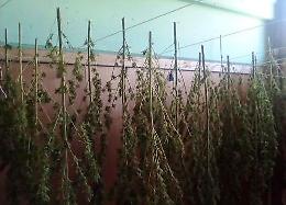 Metapontino, sequestrate  41 piante di marijuana